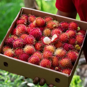 Farm-Rambutan-Alix-Bali-Indonesia-5836-JurassicFruit-JurassicFruit