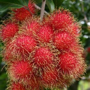 images (6)